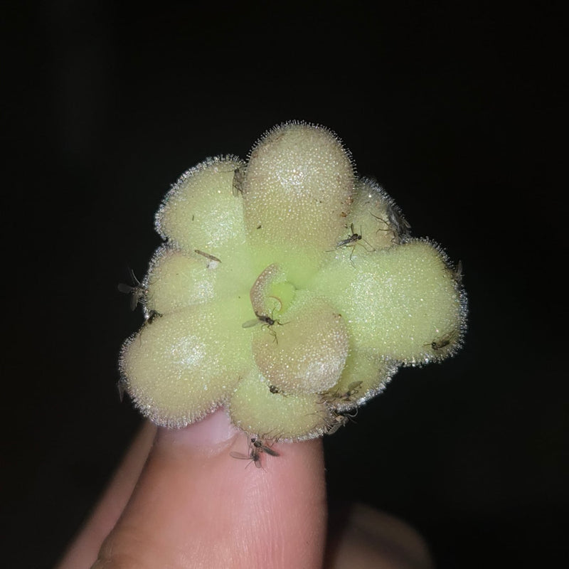 Fungus gnats stuck fast to a P. agnata. The greasy leaves work like natural flypaper.