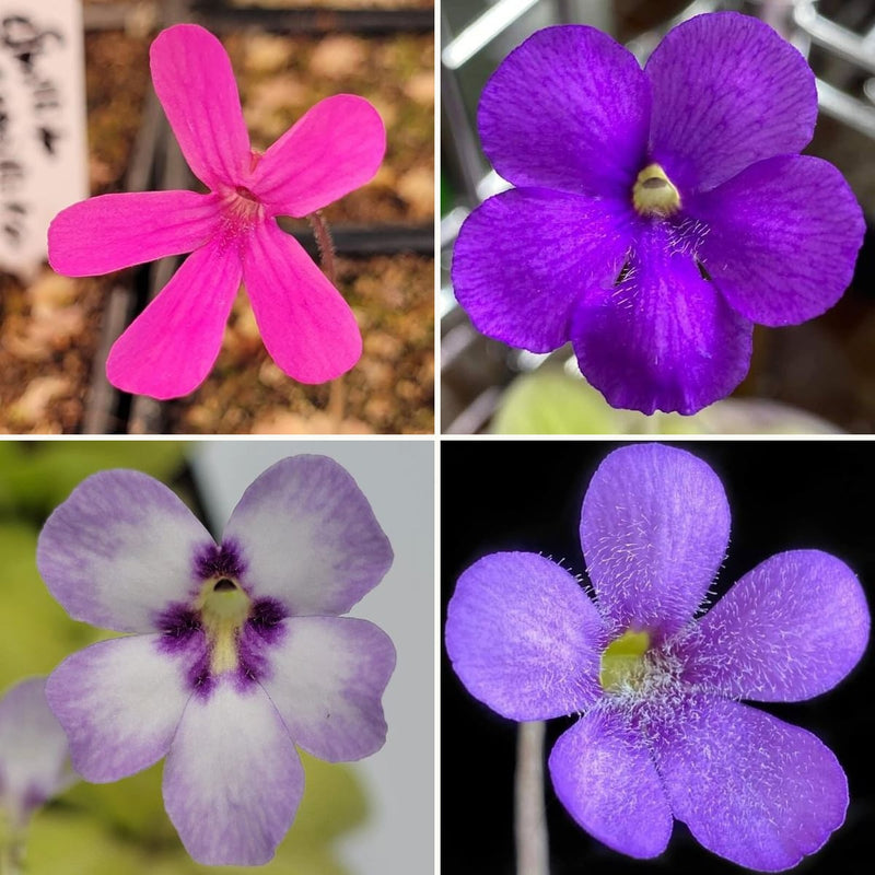 Butterwort flowers range from hot pink and violet to soft white.