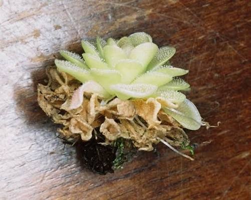 Old dead leaves piled up underneath, sometimes lifting the rosette off the media.