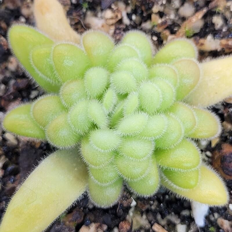 P. agnata × gypsicola tucked into its compact winter succulent rosette, resting until spring.