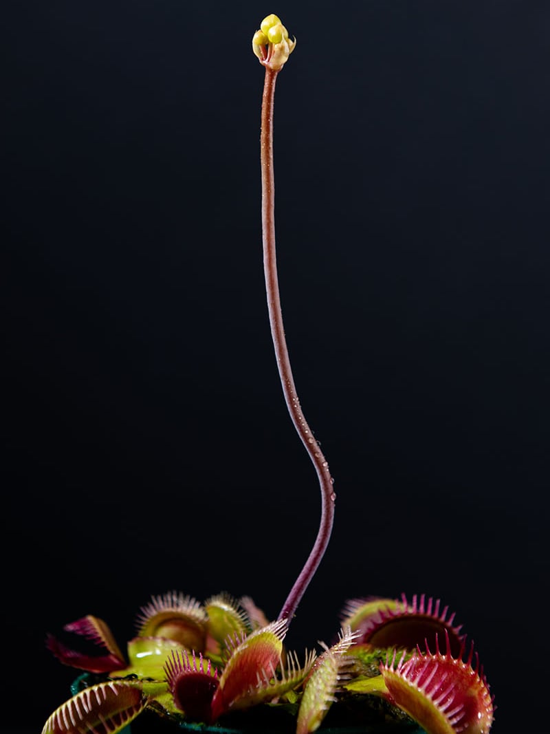A flower stalk rising in spring. Cut it at about 5 cm unless you want seed.