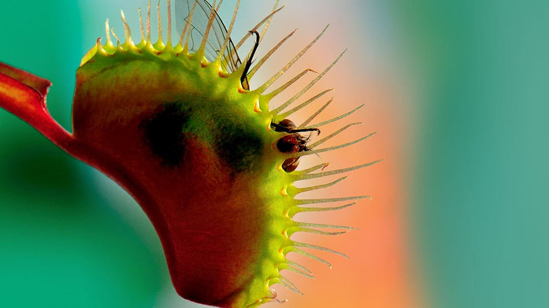 A fly caught in a closing trap. Live prey triggers digestion by repeatedly stimulating the trigger hairs.