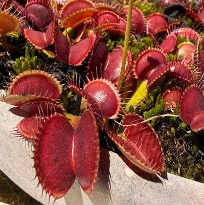Strong light and long days grow compact plants with deep red traps.