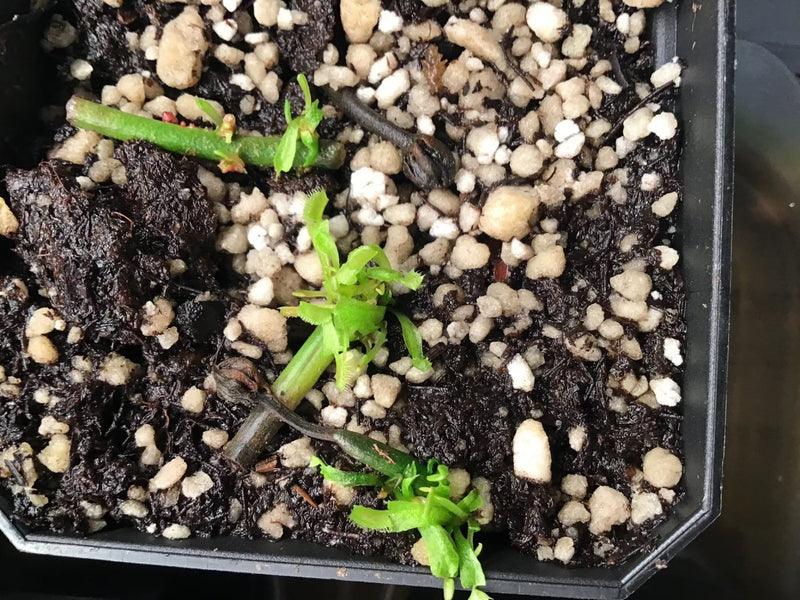 New flytraps sprouting from cut flower stalks.