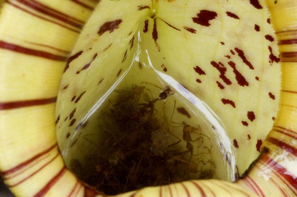Ants caught at the bottom of a pitcher. Digestive enzymes break them down and provide the Nepenthes with nutrients to grow.