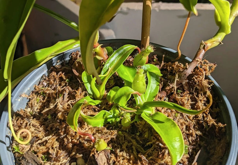 New basal shoots emerging from the base of the plant.