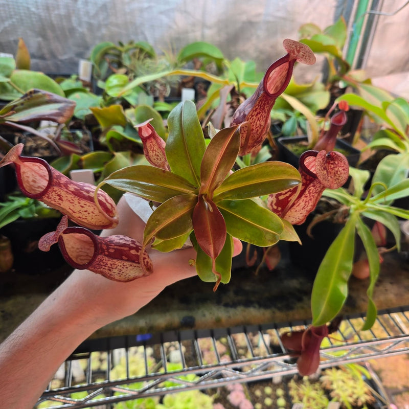 Plenty of light brings out deep reds and bold speckling in the pitchers.