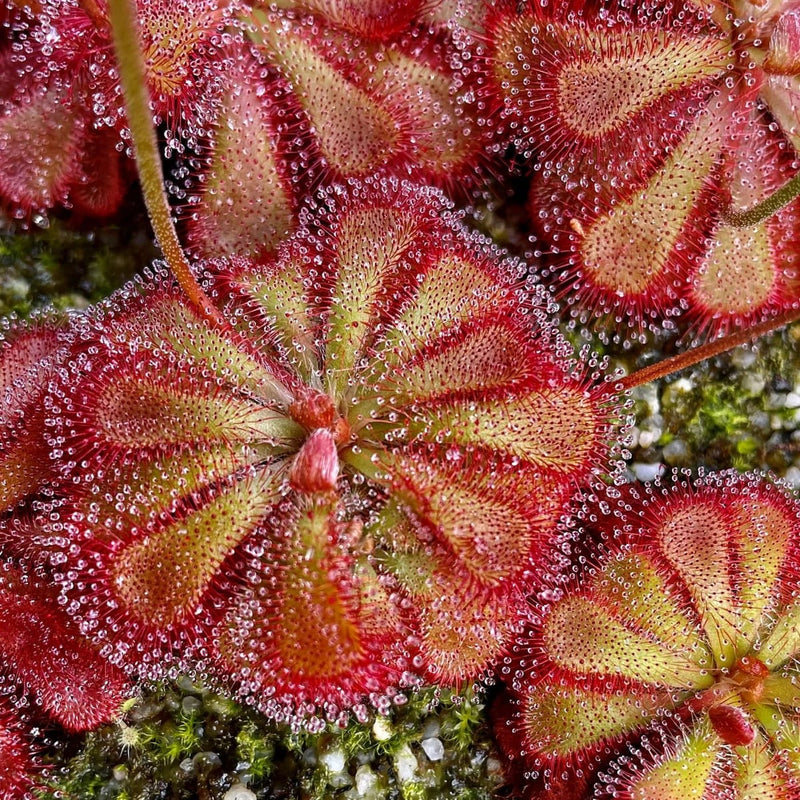 Strong light is what keeps the leaves red and glistening with dew.