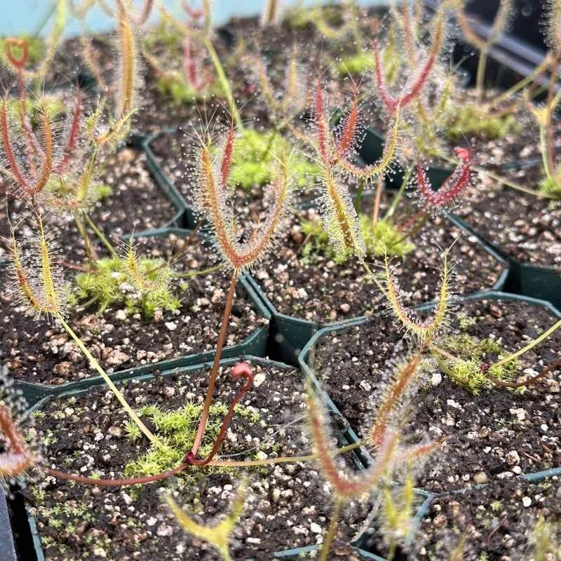 Drosera dichotoma, the one sundew we sell that needs a winter dormancy.