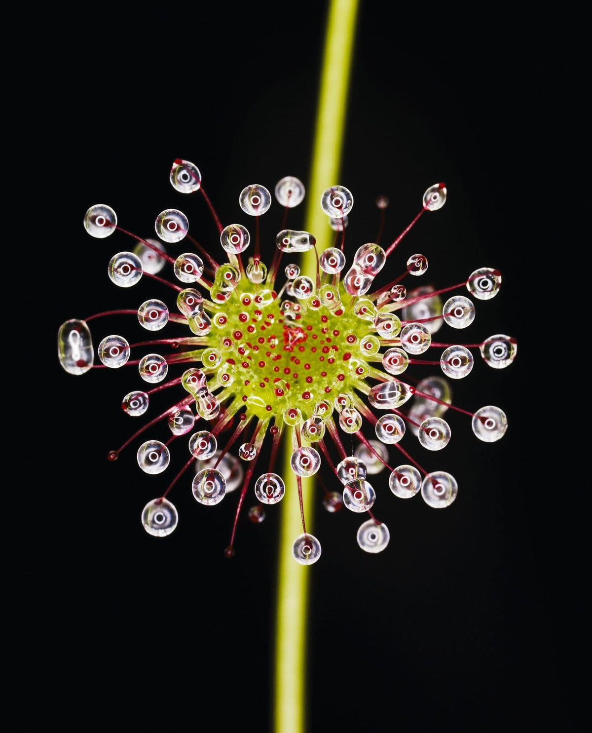 Macro of a sundew leaf with clear, sticky dew droplets on its red tentacles