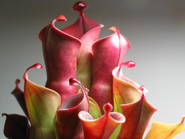 Sun Pitchers (Heliamphora)