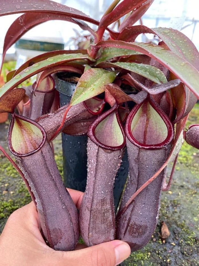 Nepenthes Rebecca Soper (N. ventricosa x gracillima)