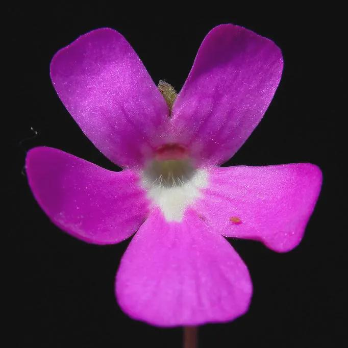 Pinguicula Weser