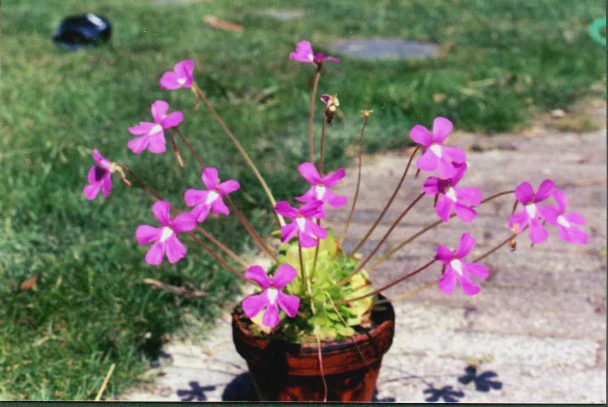 Pinguicula Weser