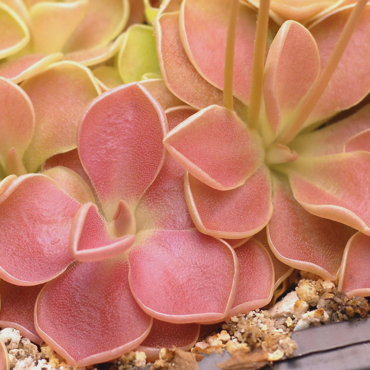 Pinguicula Weser