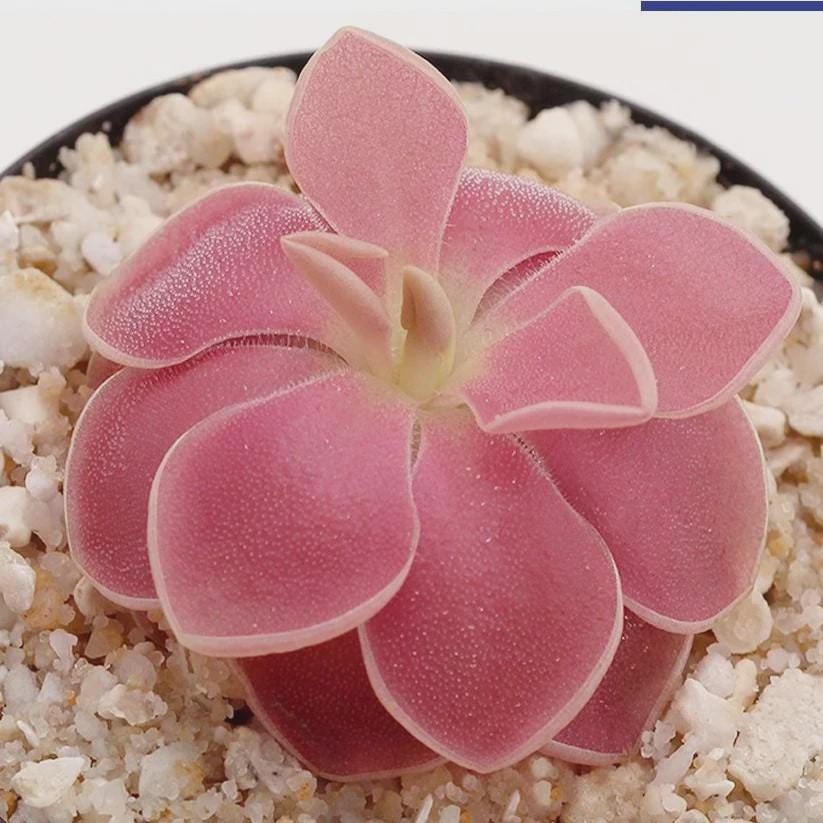 Pinguicula Weser