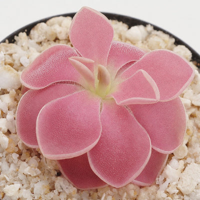 Pinguicula 'Weser'