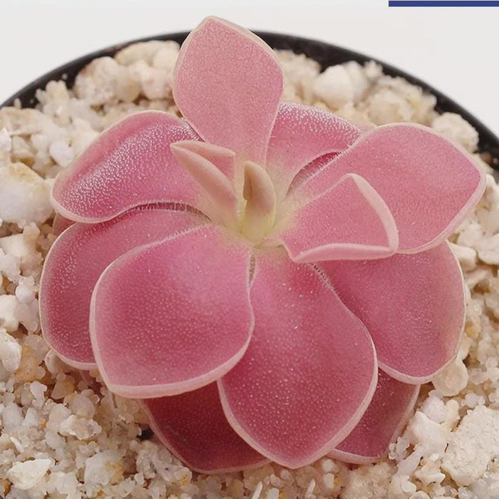 Pinguicula 'Weser'