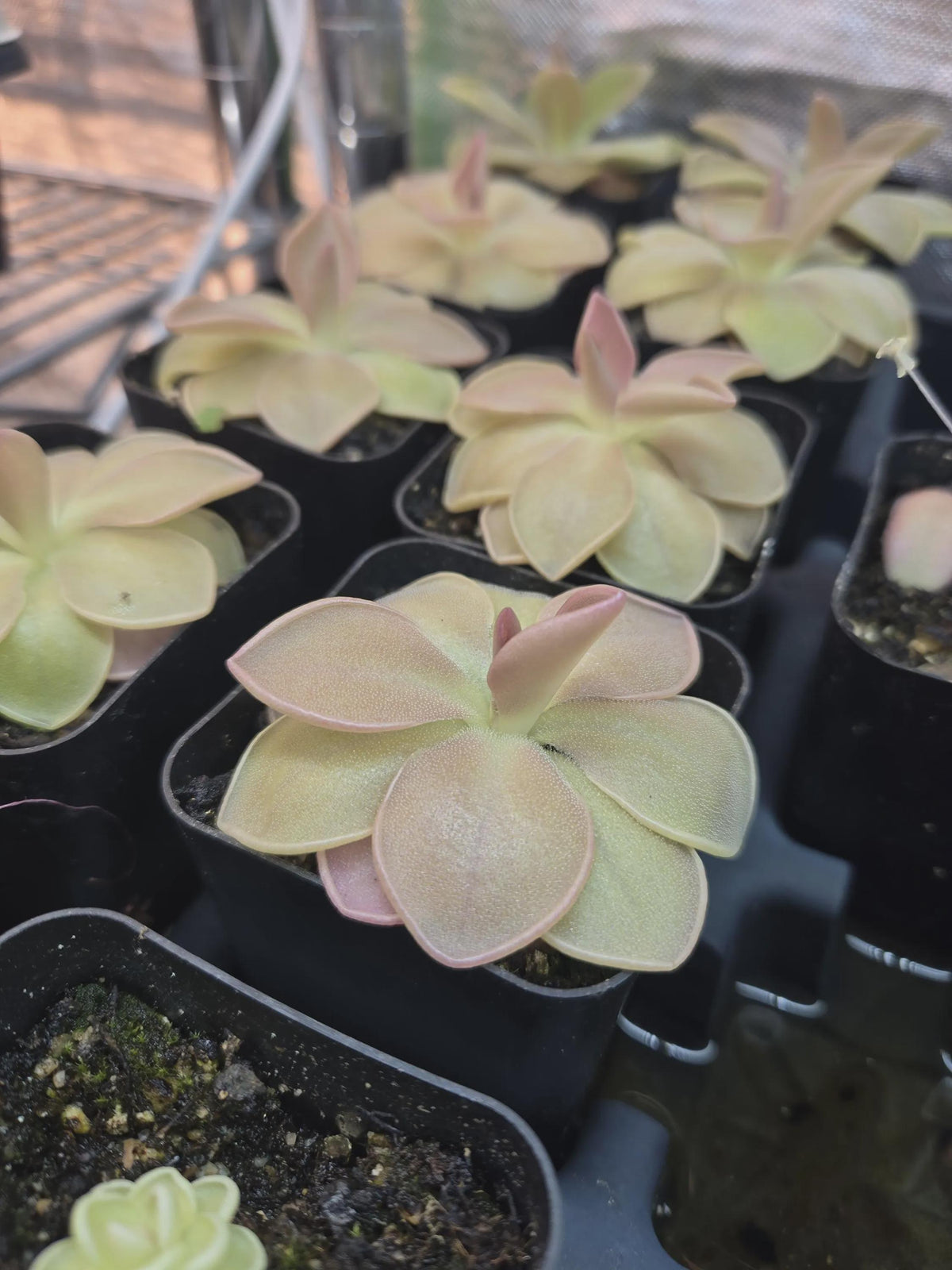 Pinguicula Weser