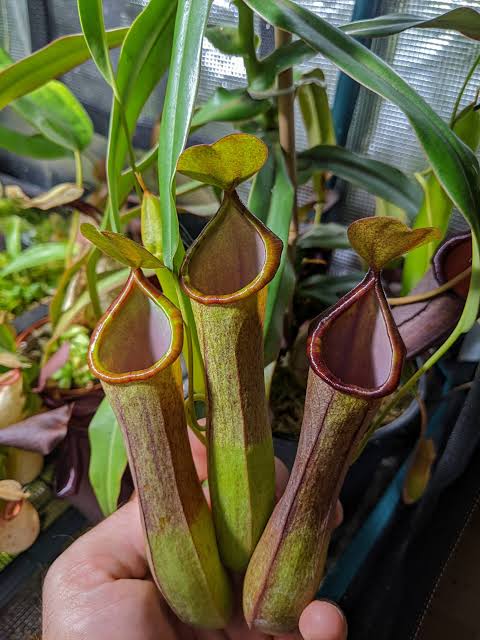 Nepenthes Rebecca Soper (N. ventricosa x gracillima)