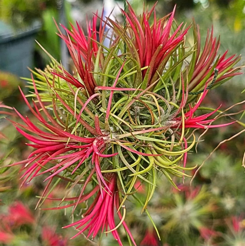 Tillandsia ionantha fuego