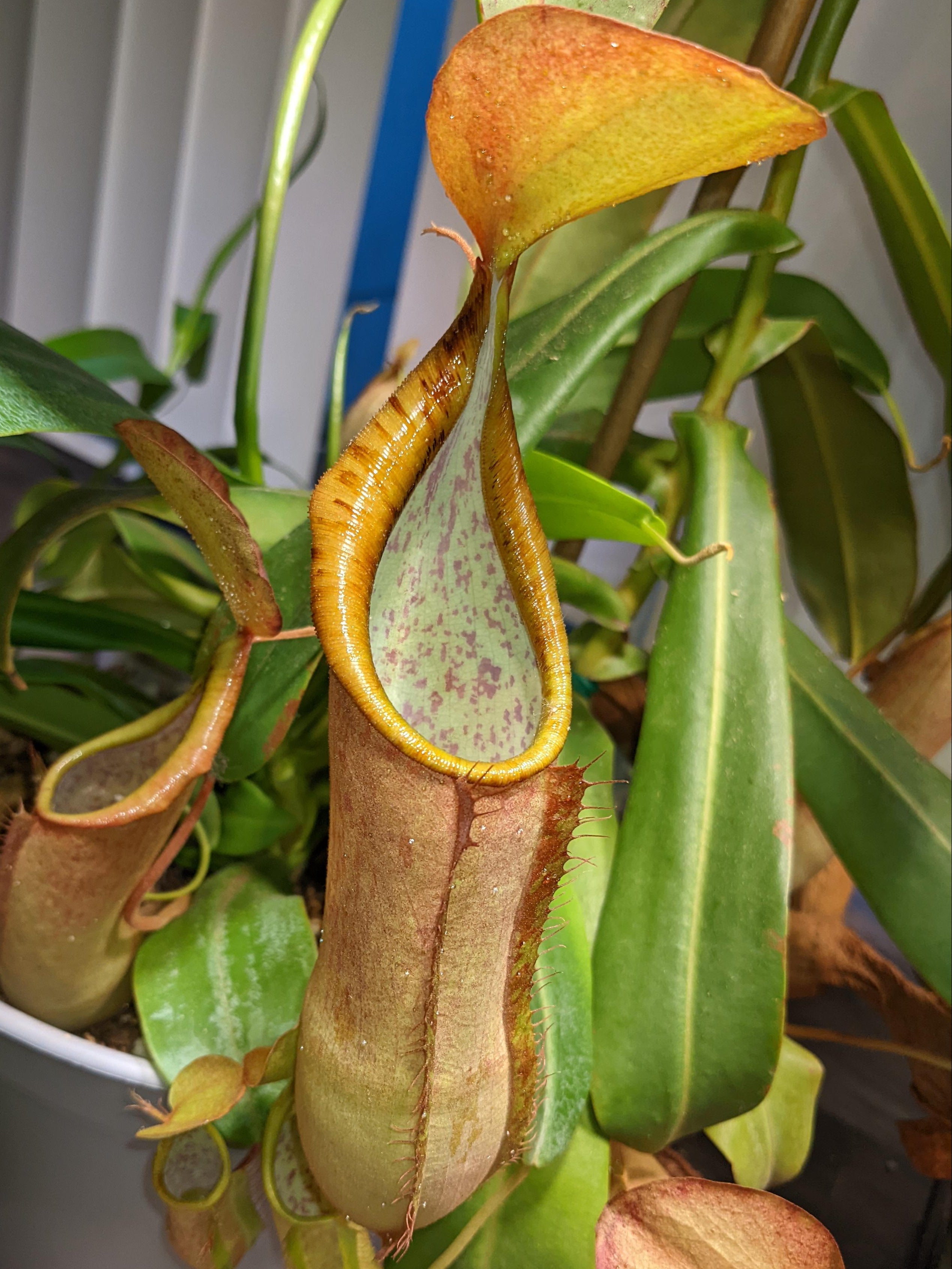 Nepenthes sanguinea