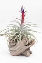 Tillandsia harrisii air plant in bloom on driftwood, silver leaves with a red and purple flower spike