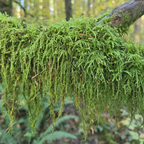 Live forest moss draped over a tree branch in a west coast forest