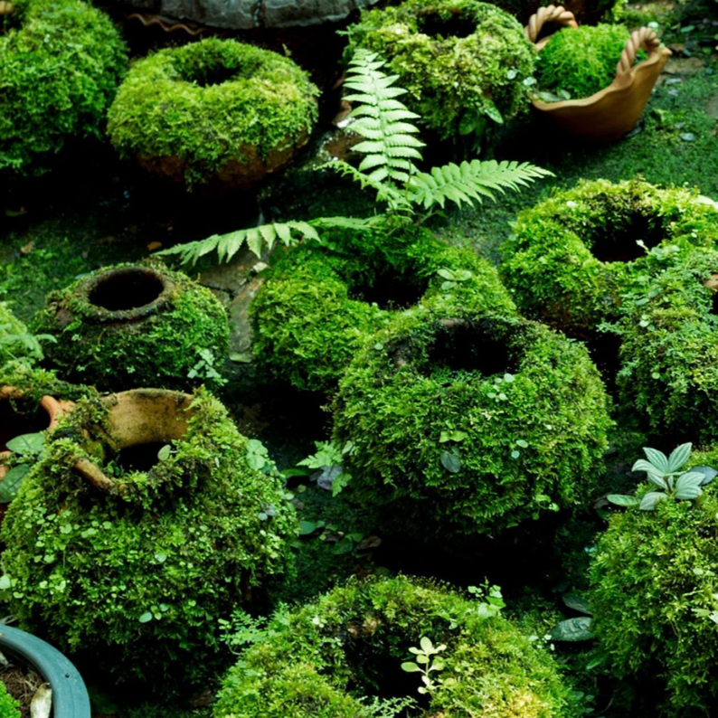 Live Assorted Forest Moss