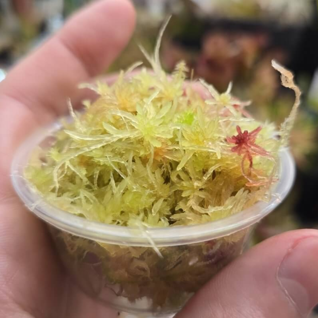 Live Long Fiber Sphagnum Moss
