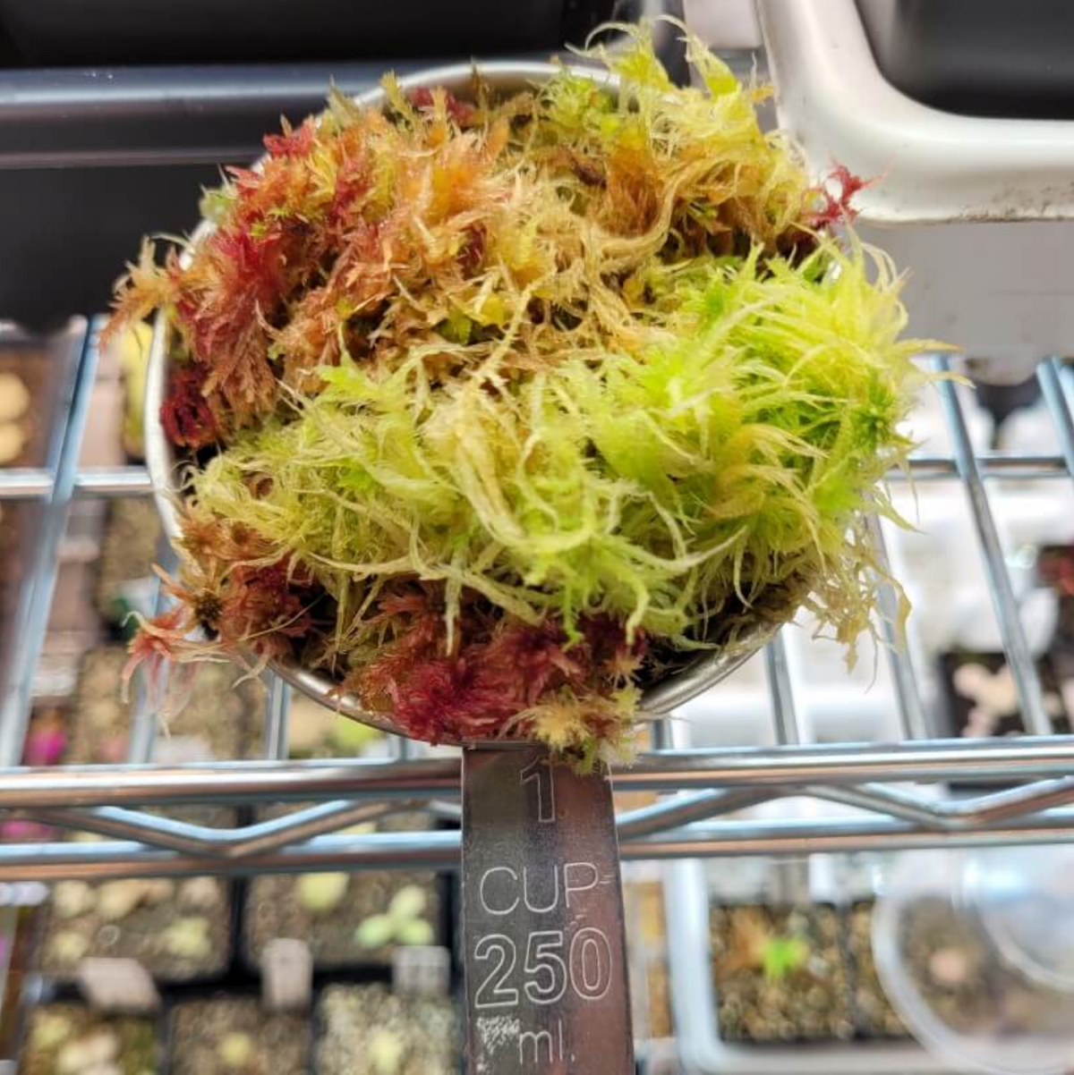 One-cup measuring scoop heaped with live sphagnum moss