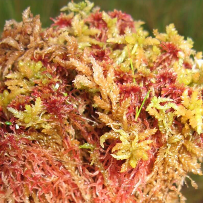 Live Long Fiber Sphagnum Moss