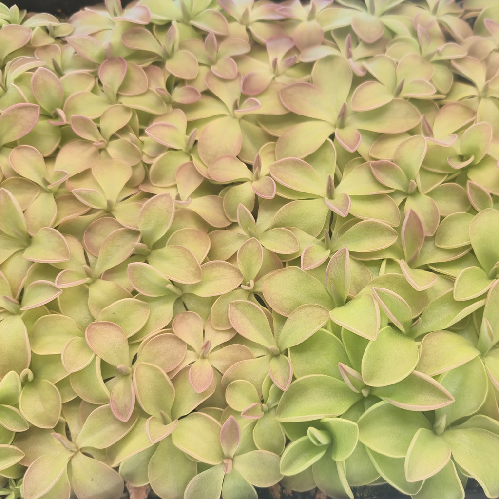 Dense mat of many small Pinguicula emarginata x 'Weser' butterwort rosettes in green and pink