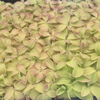 Dense mat of many small Pinguicula emarginata x 'Weser' butterwort rosettes in green and pink