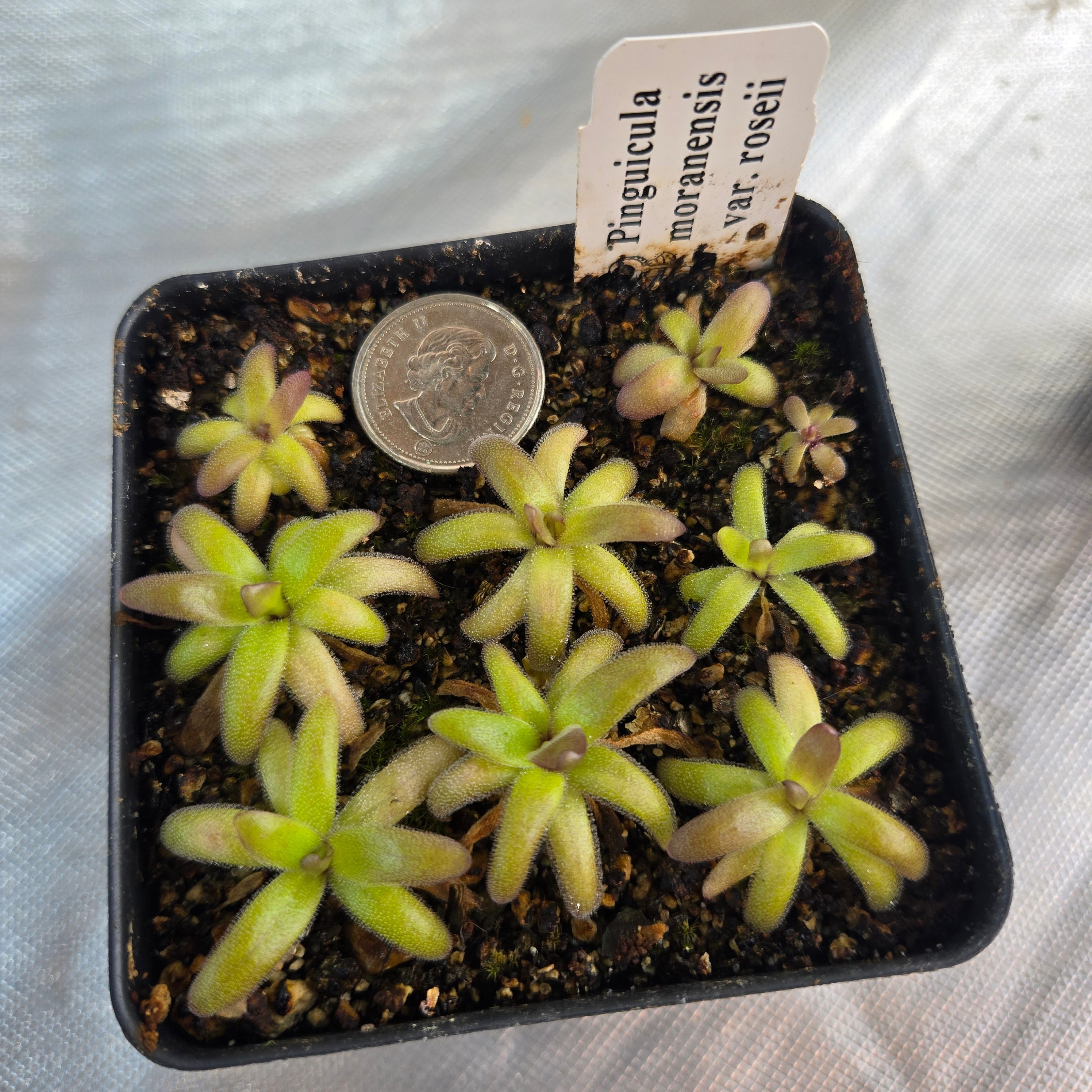 Pinguicula moranensis var. roseii