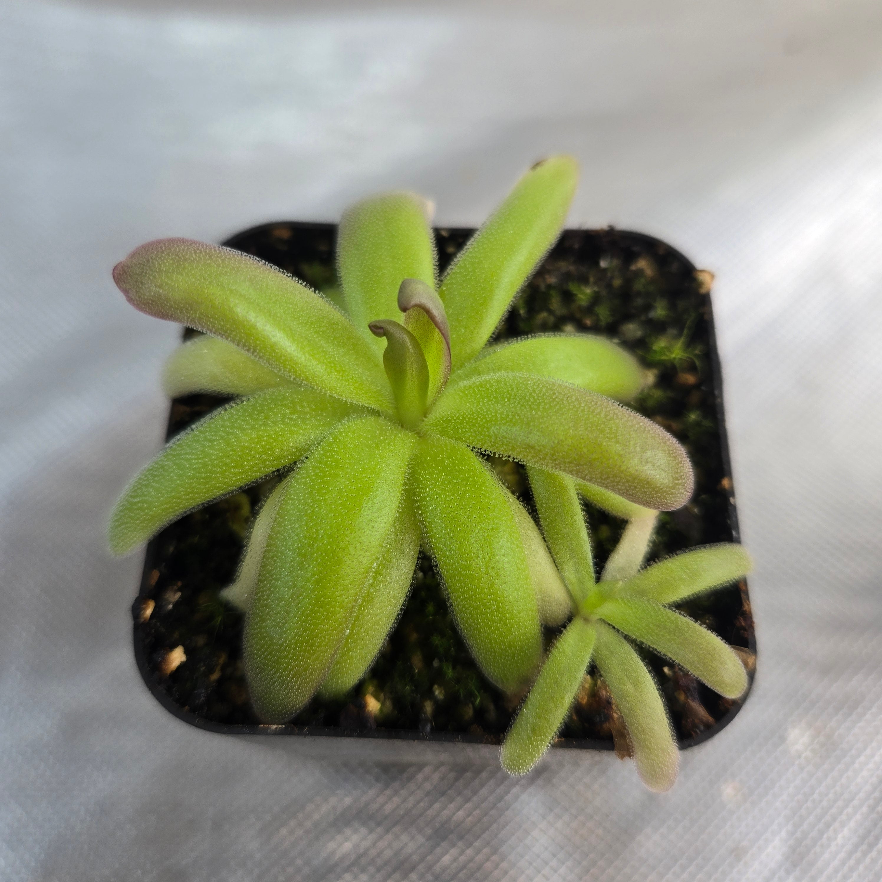 Pinguicula moranensis var. roseii