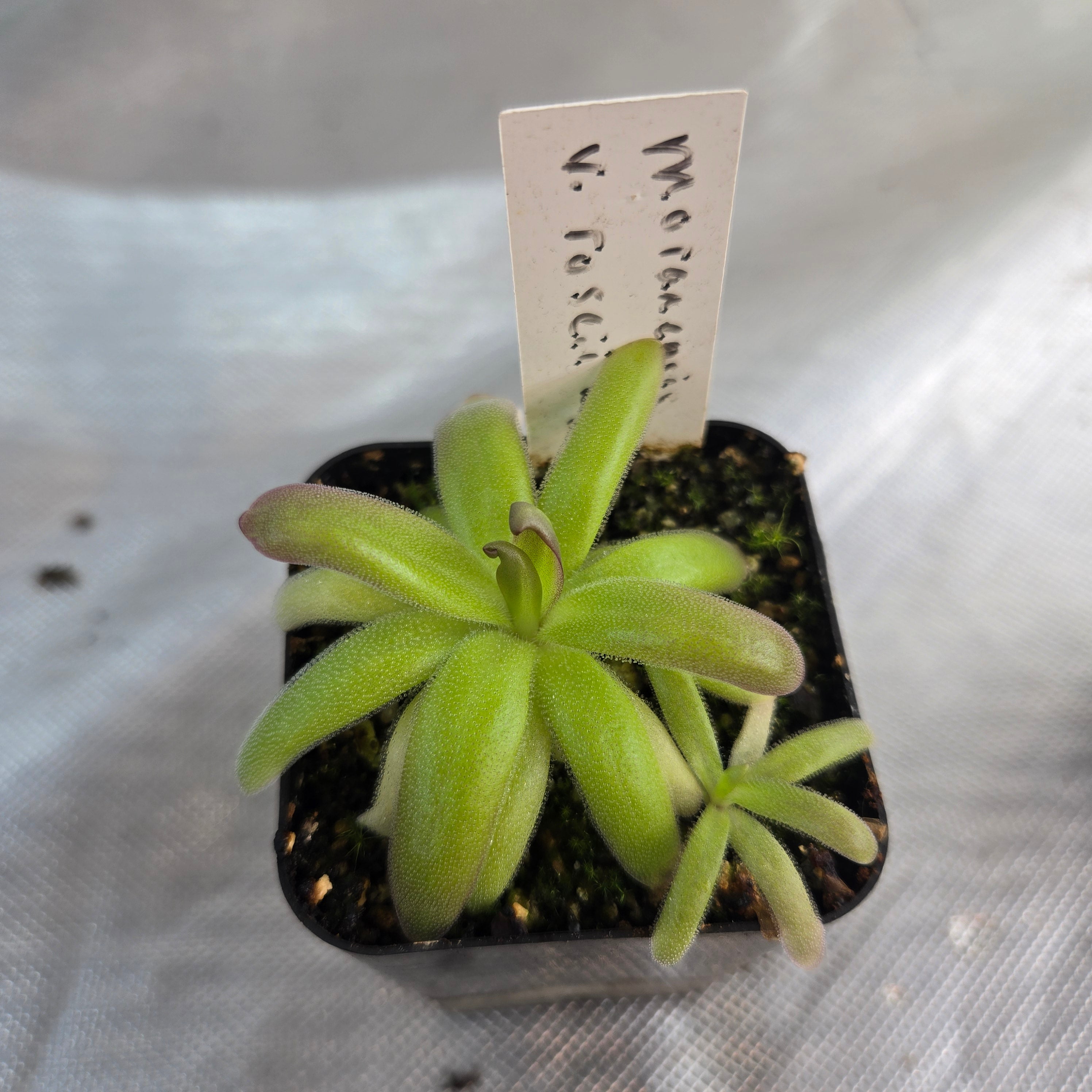 Pinguicula moranensis var. roseii