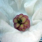 Butterwort rosette with rounded olive-green leaves blushing burgundy at the edges