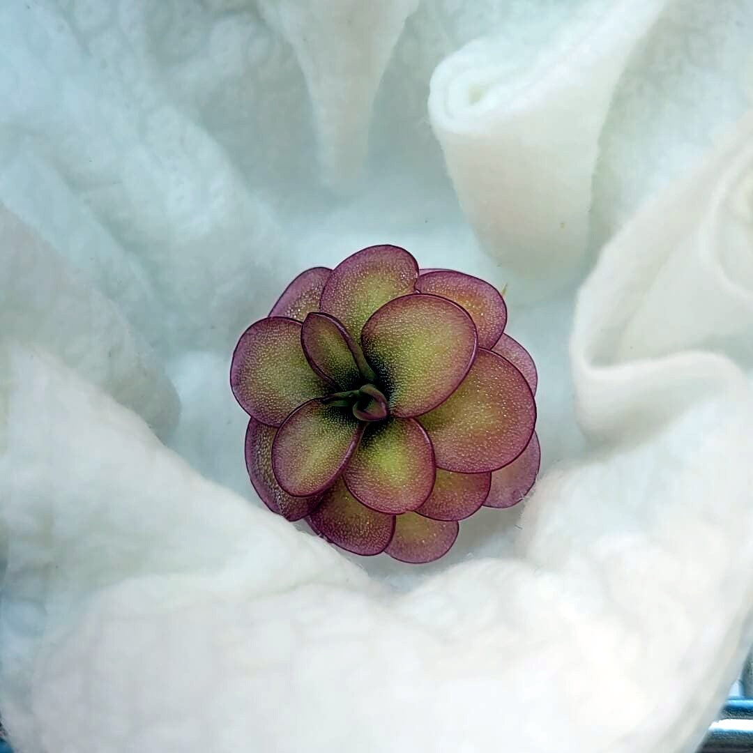 Butterwort rosette with rounded olive-green leaves blushing burgundy at the edges