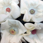 Four butterwort rosettes in different colours, from deep pink to purple-rimmed green, nestled in paper towel