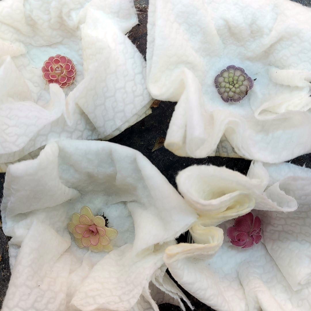 Four butterwort rosettes in different colours, from deep pink to purple-rimmed green, nestled in paper towel