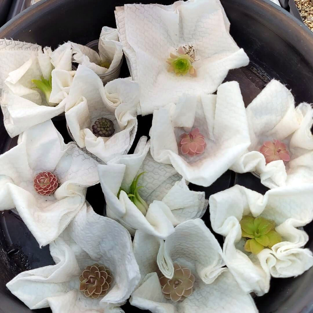 Butterwort plants packed for shipping, each rosette wrapped in paper towel in its own cup