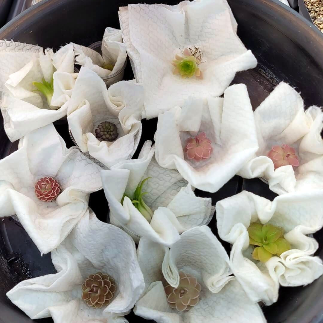 Butterwort plants packed for shipping, each rosette wrapped in paper towel in its own cup