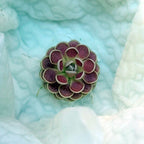 Small butterwort with tightly stacked deep pink leaves edged in cream