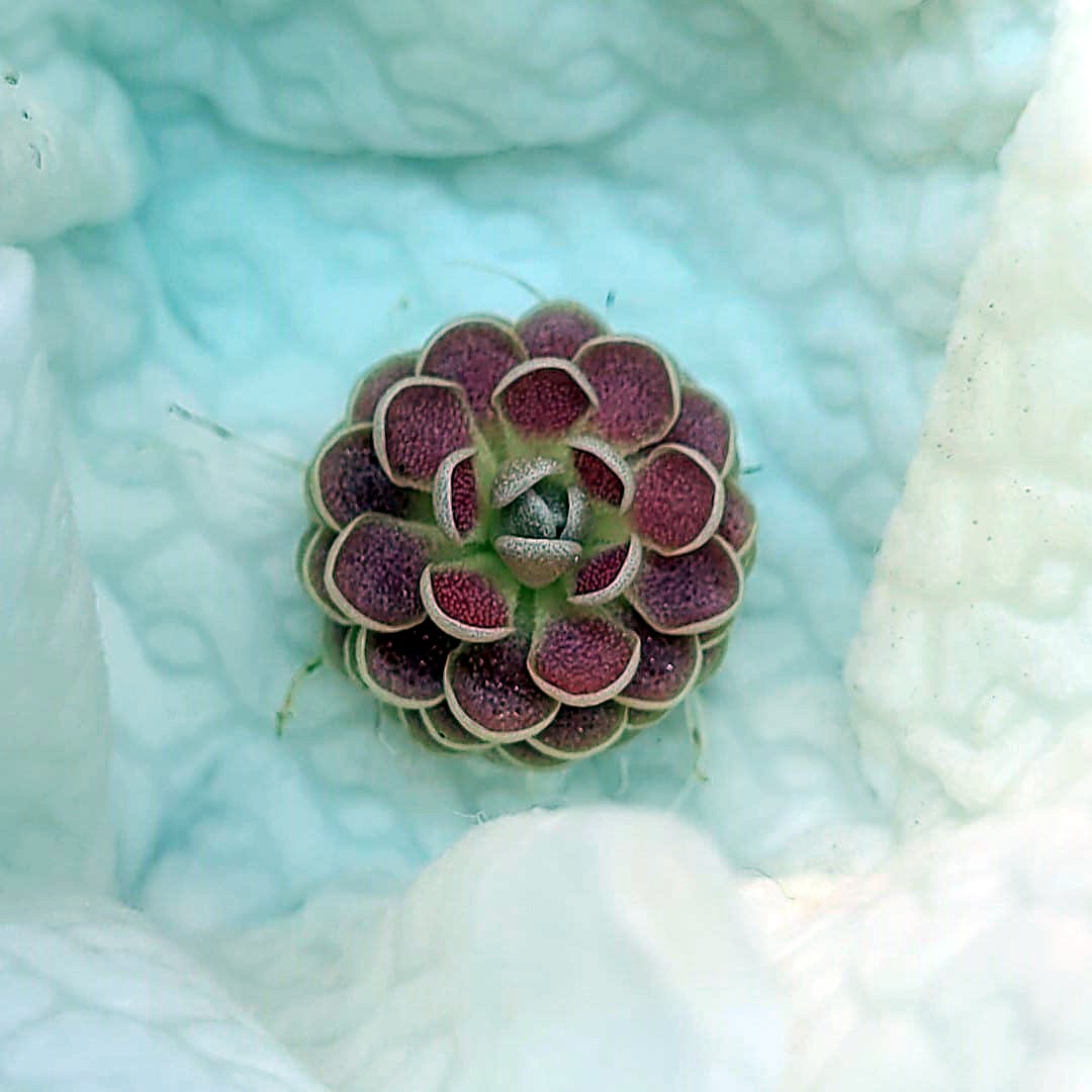 Small butterwort with tightly stacked deep pink leaves edged in cream