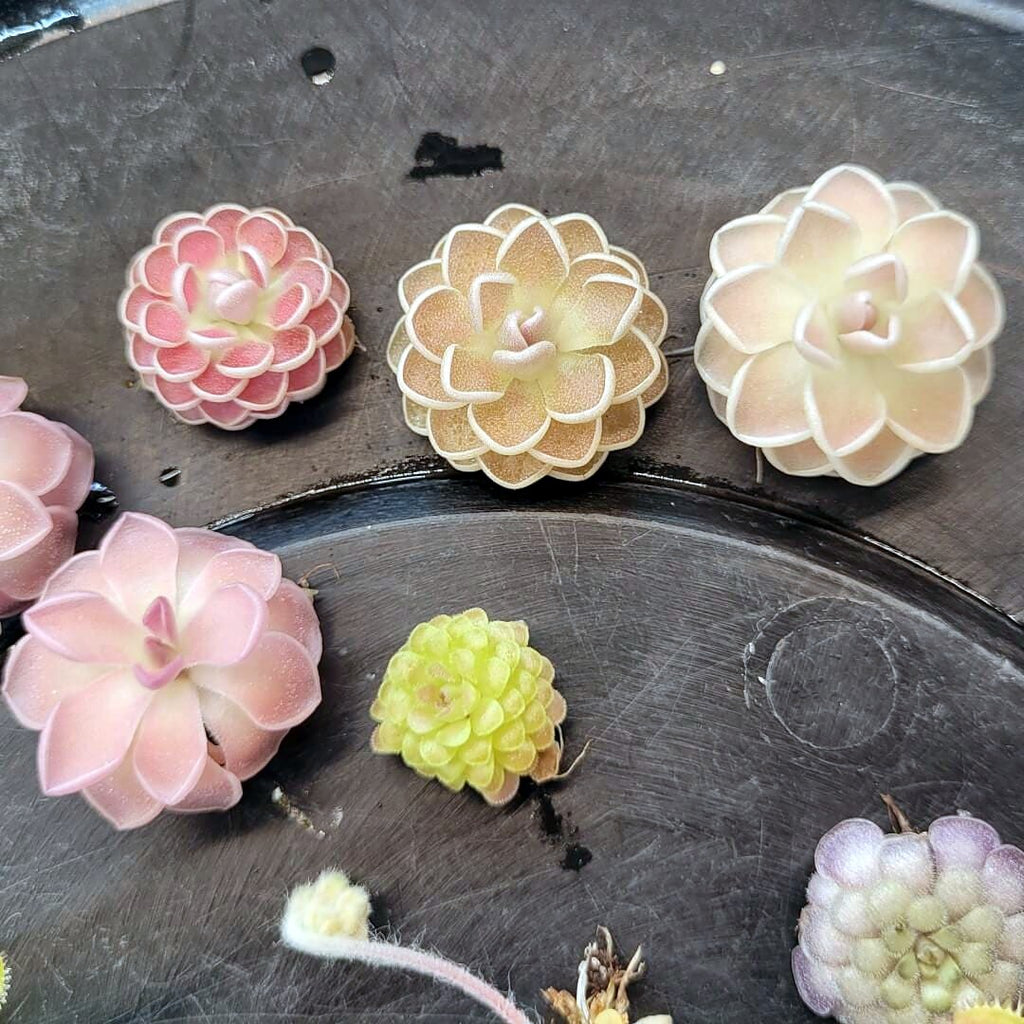 Mystery butterwort pack, a row of pink, peach and cream rosettes of different kinds on a black tray