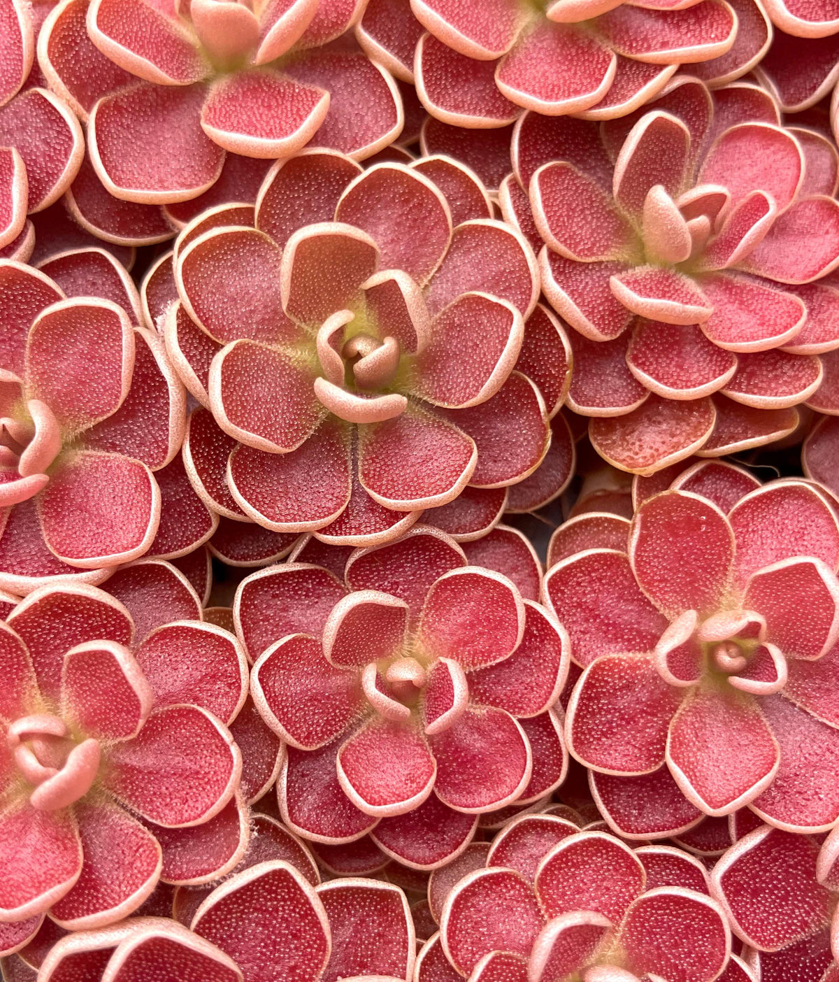 Overhead view of deep red Pinguicula rosettes covered in sticky dew