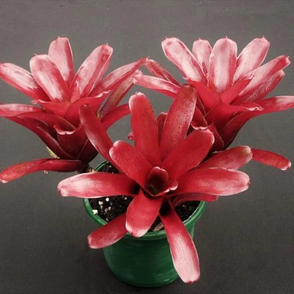 Cluster of bright red Neoregelia 'Fireball' bromeliads in a green pot