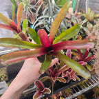 Neoregelia 'Fireball' bromeliad seen from above, glowing red at the centre with green outer leaves