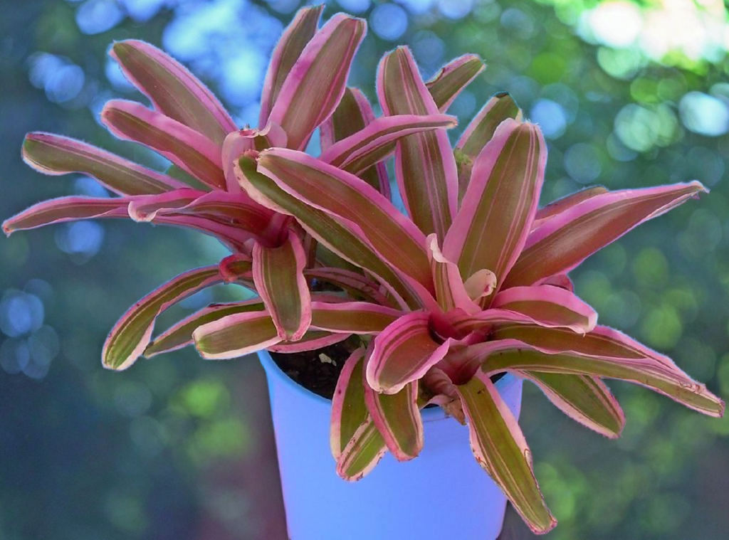 Neoregelia 'Gorion' bromeliads in a pot, pink and green leaves edged in white
